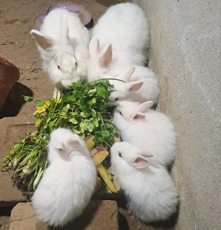 انگوری rabbit kids — photo 2