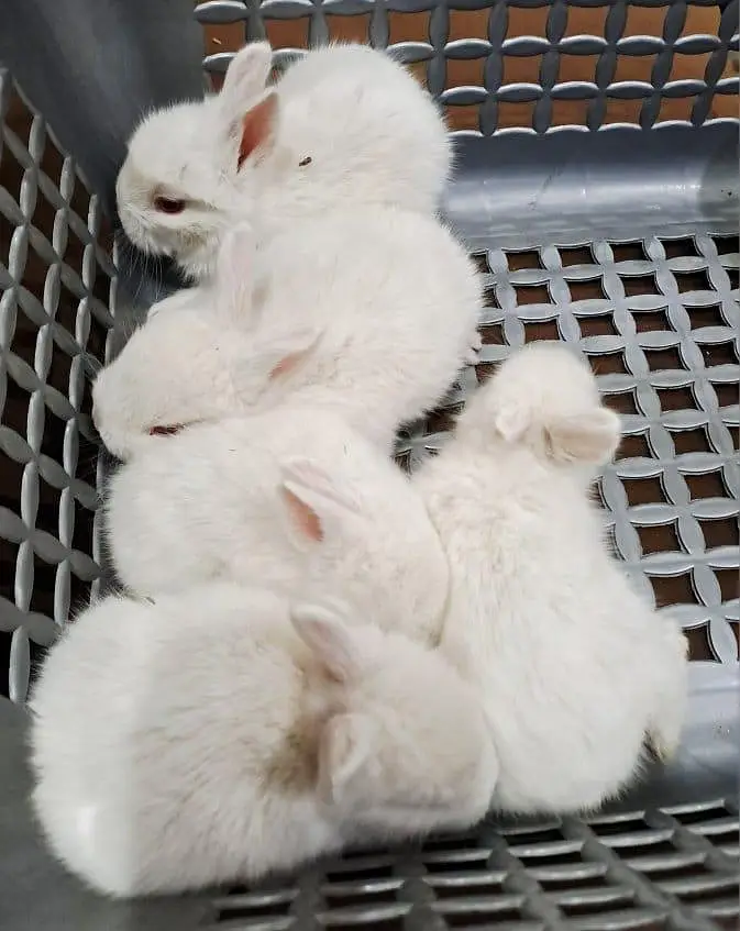 انگوری rabbit kids — photo 3