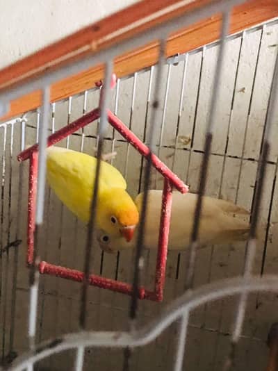fisher parrot  pair in yellow and white beautiful color