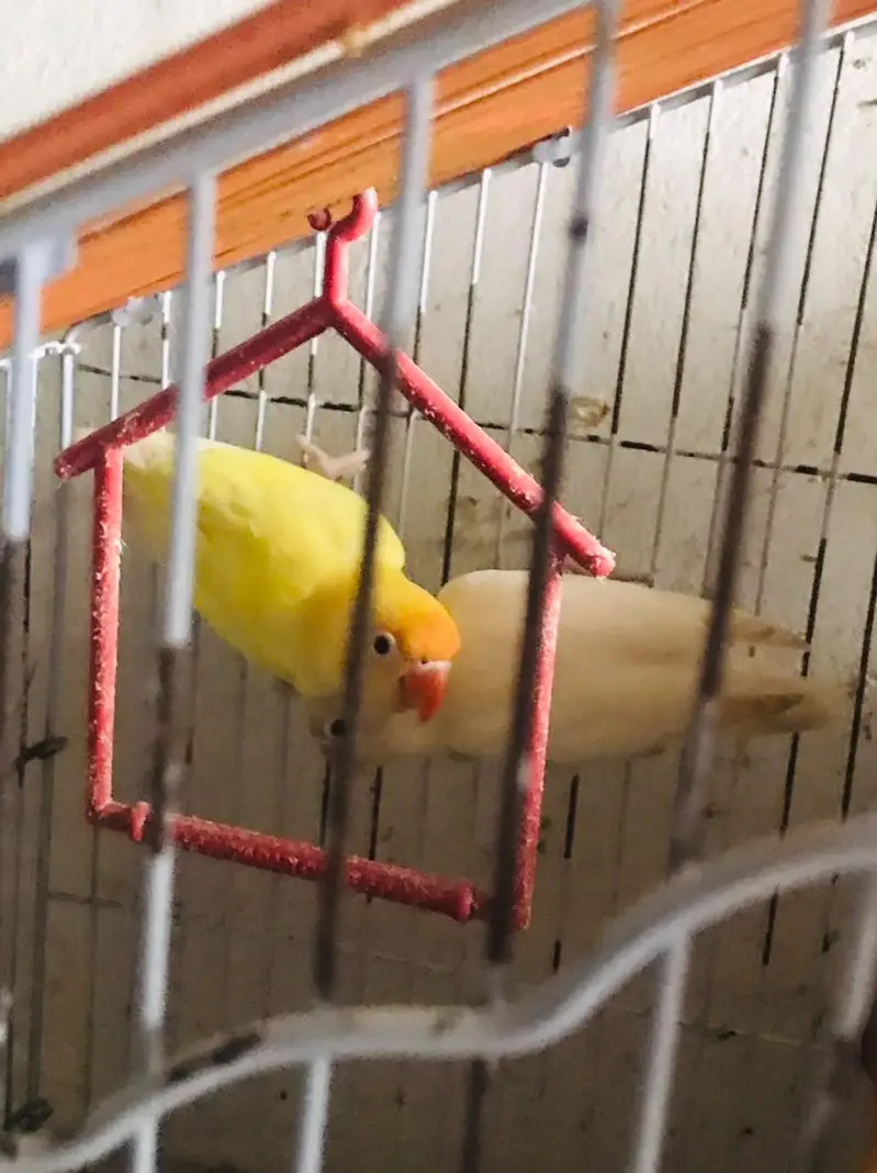 fisher parrot  pair in yellow and white beautiful color — photo 2