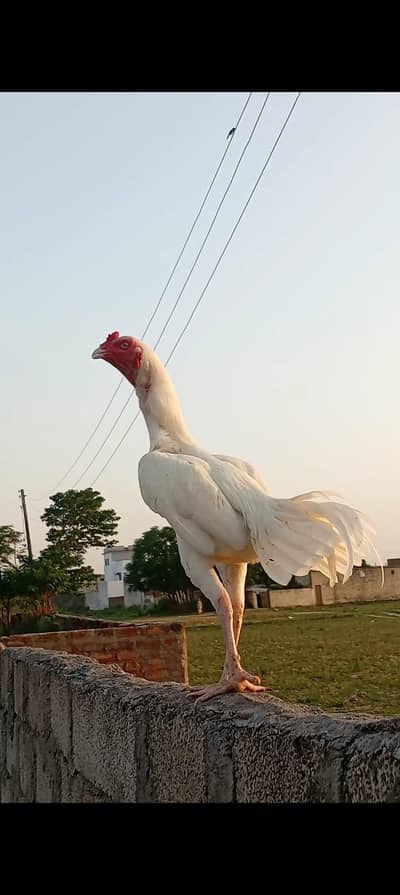Asel Hira For sale  what's app 03105452982