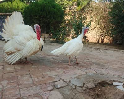 White turkey pair