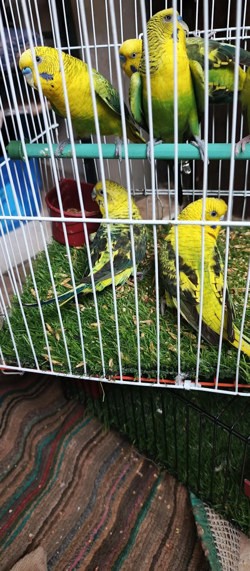 black wing",hogoromo pear — photo 4