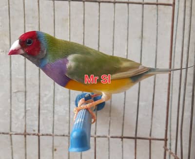 gouldian pair