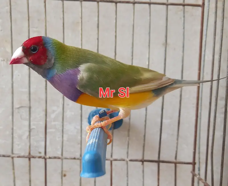 gouldian pair