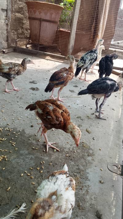 aseel chiks