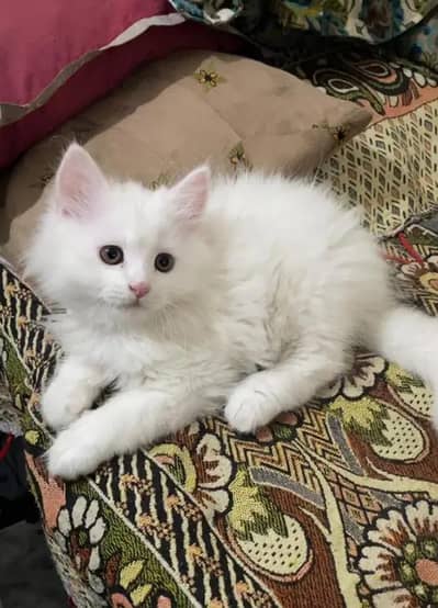 Person Female kitten for sale Whatsapp Number 0370//3659//941