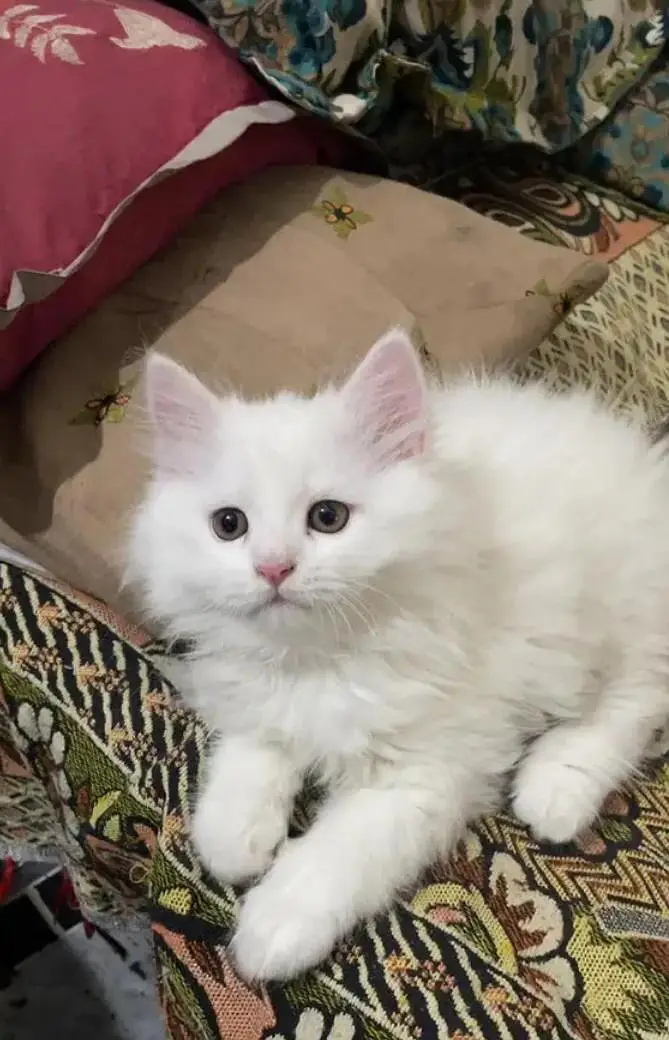 Person Female kitten for sale Whatsapp Number 0370//3659//941 — photo 2