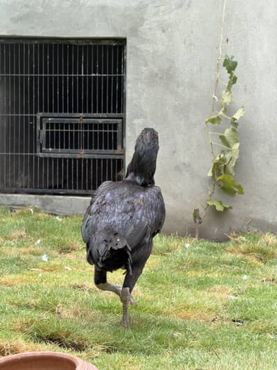 3 Madia for sale urgent