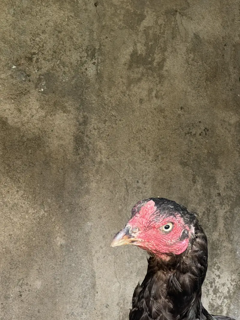 3 Madia for sale urgent — photo 2
