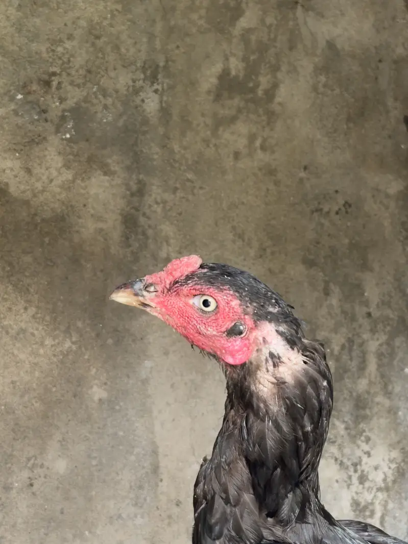 3 Madia for sale urgent — photo 4