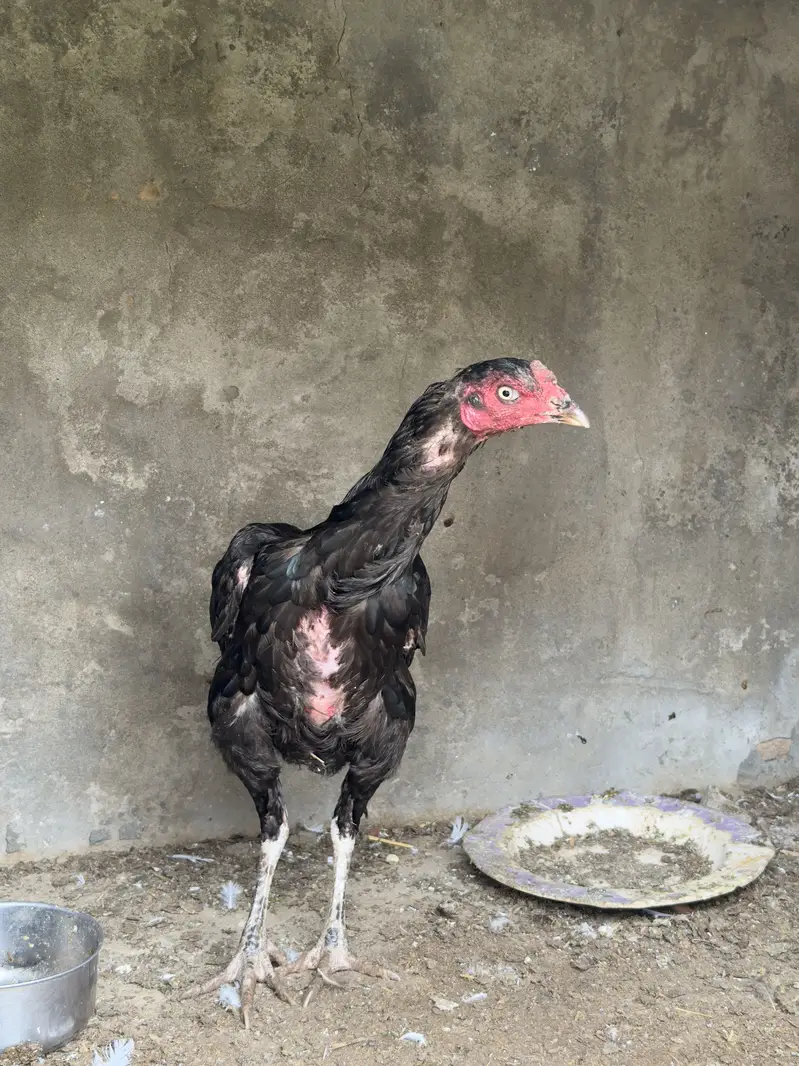 3 Madia for sale urgent — photo 5