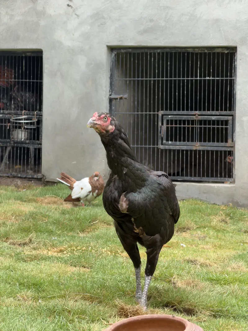 3 Madia for sale urgent — photo 8