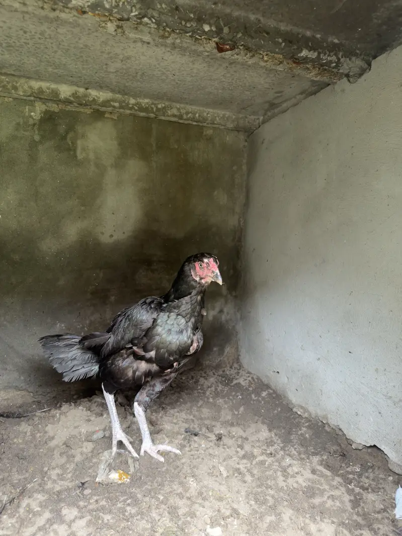3 Madia for sale urgent — photo 10