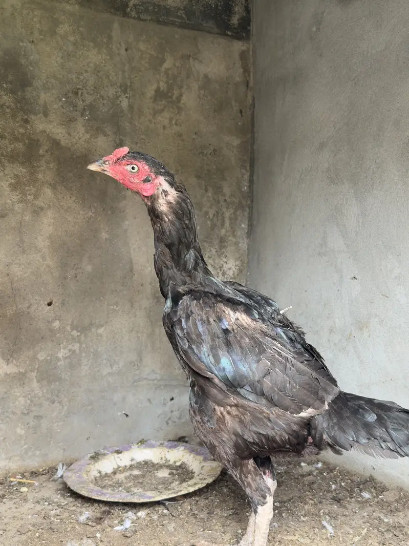 3 Madia for sale urgent — photo 11