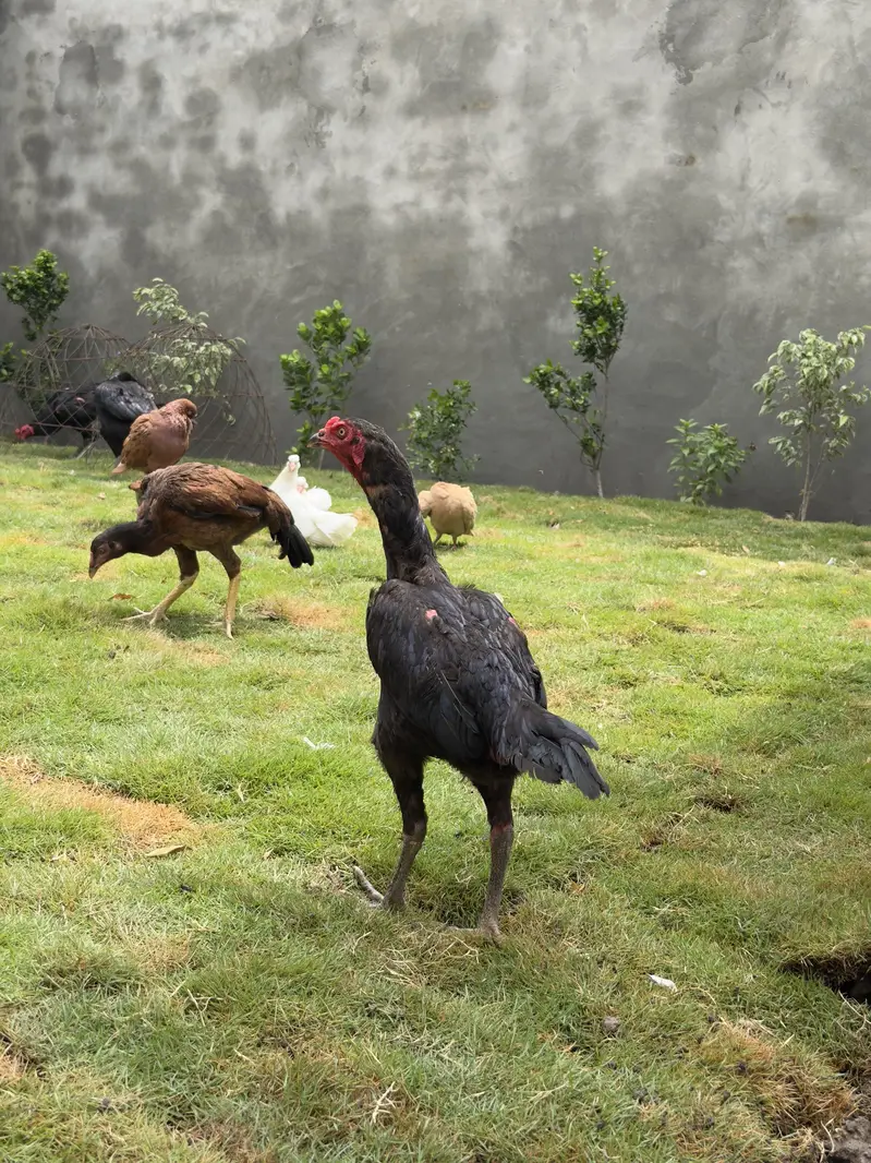 3 Madia for sale urgent — photo 12