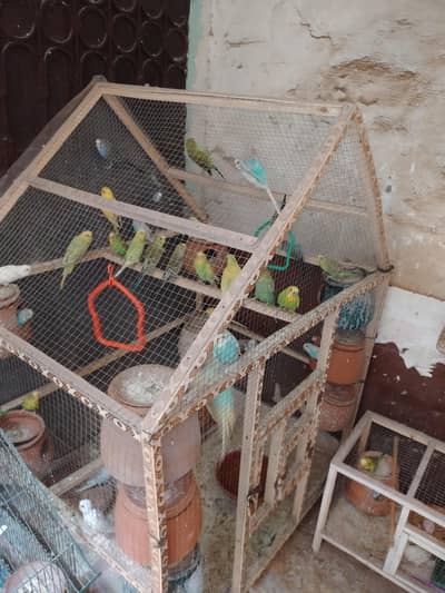 Budgies Parrots For Sale