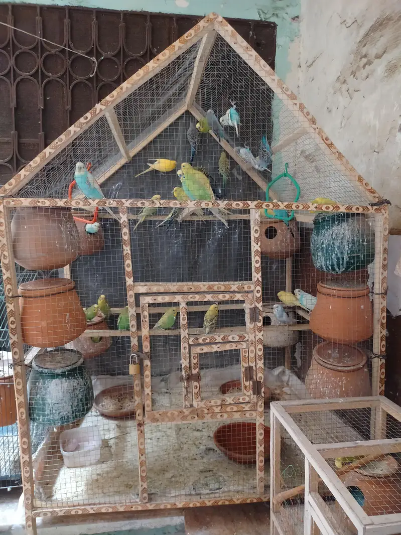 Budgies Parrots For Sale — photo 2
