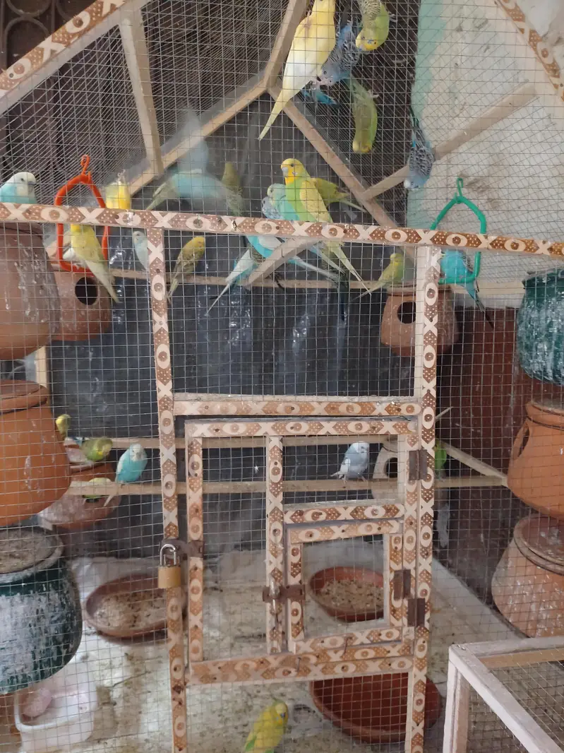 Budgies Parrots For Sale — photo 3