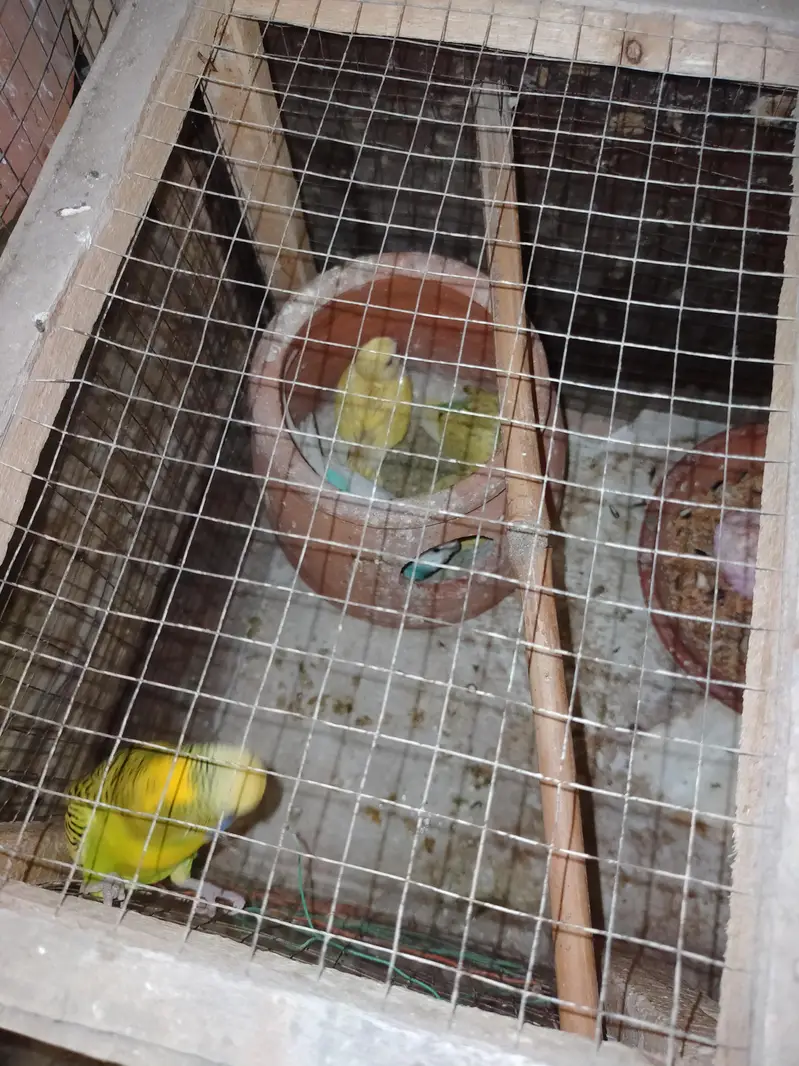Budgies Parrots For Sale — photo 4