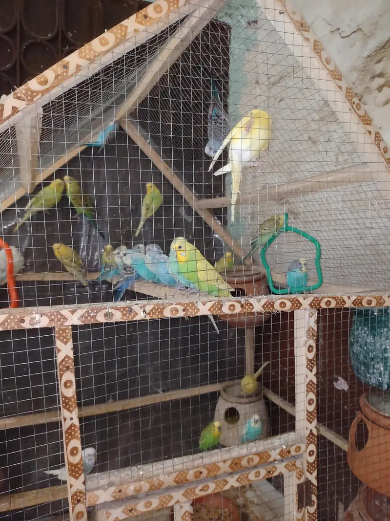 Budgies Parrots For Sale — photo 5