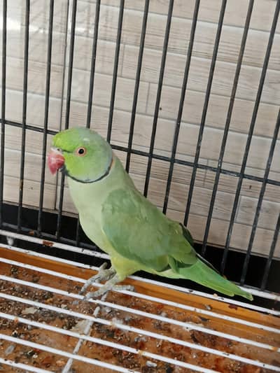 Bird Bird