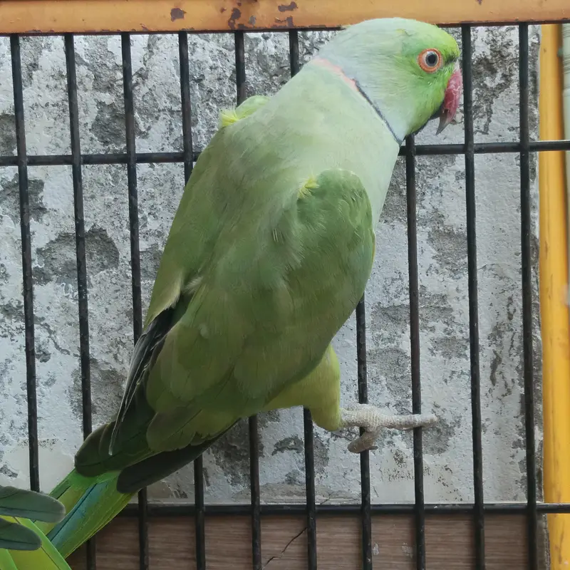 Bird Bird — photo 2