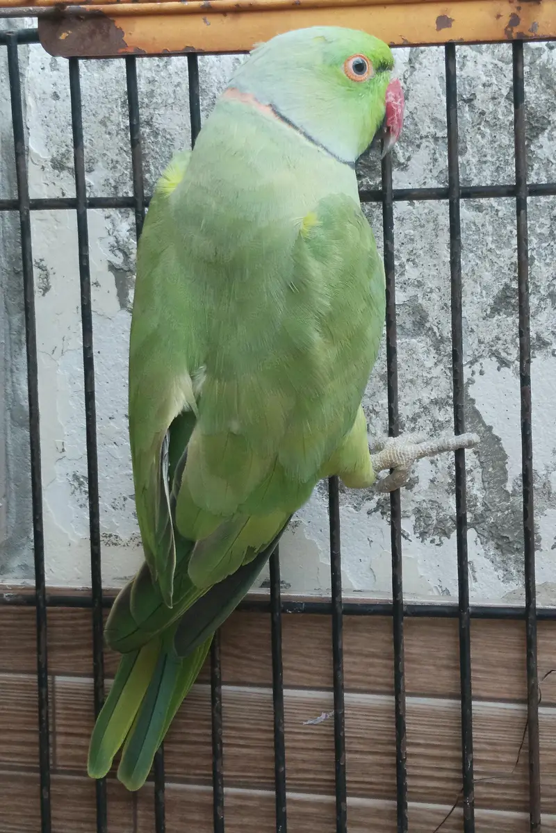 Bird Bird — photo 3