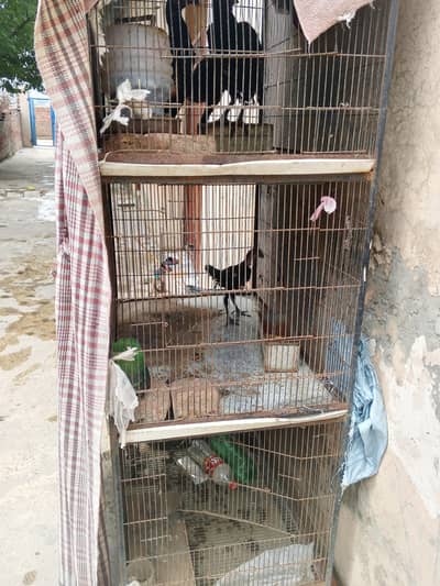 cage or 3 female for sale