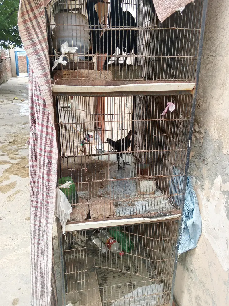 cage or 3 female for sale
