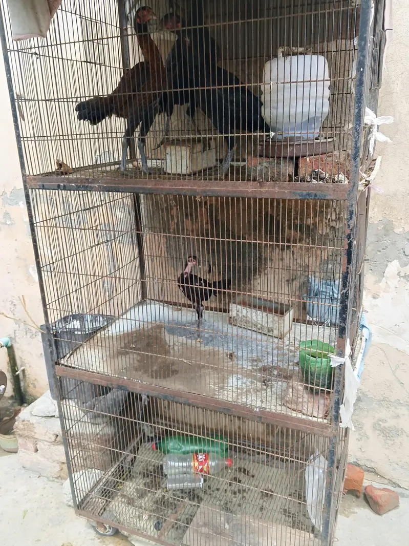 cage or 3 female for sale — photo 2