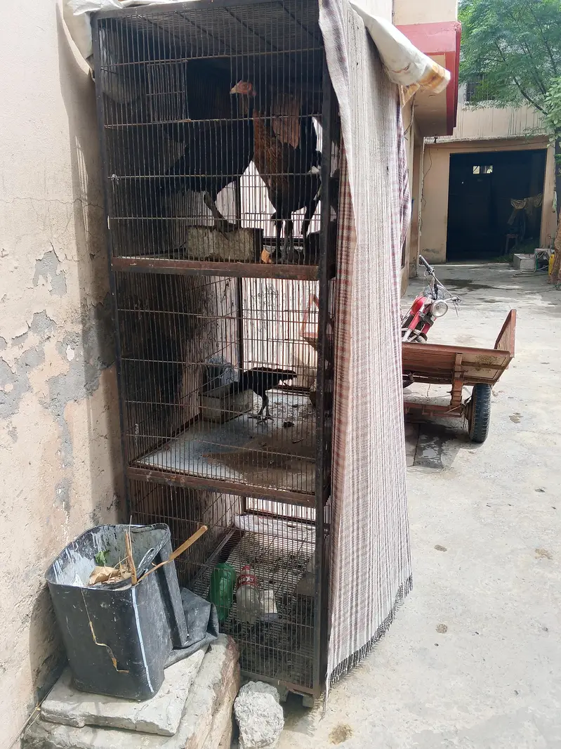cage or 3 female for sale — photo 3