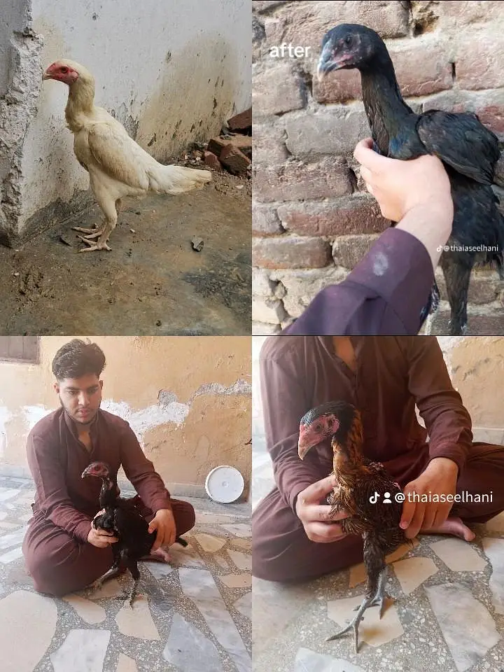 cage or 3 female for sale — photo 4