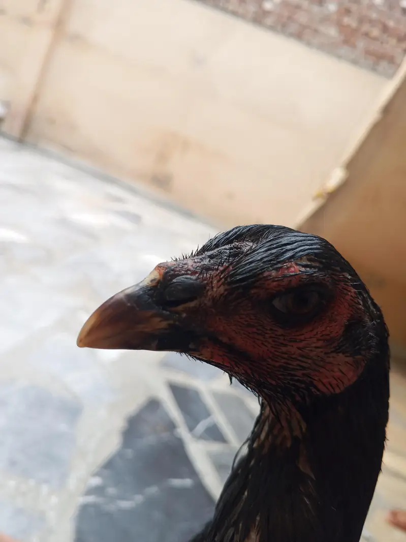 cage or 3 female for sale — photo 6