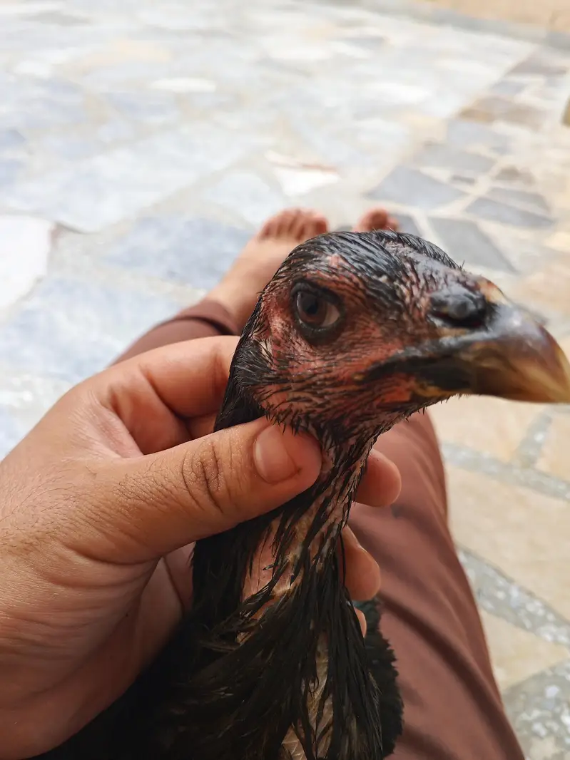 cage or 3 female for sale — photo 7
