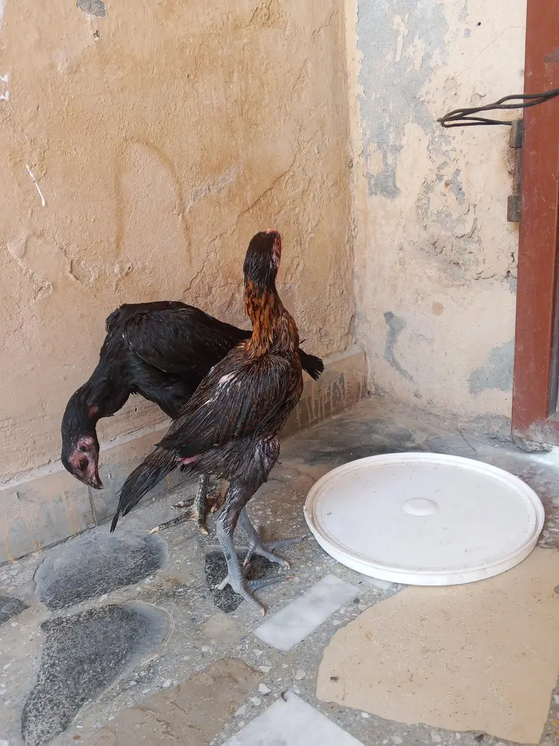 cage or 3 female for sale — photo 10