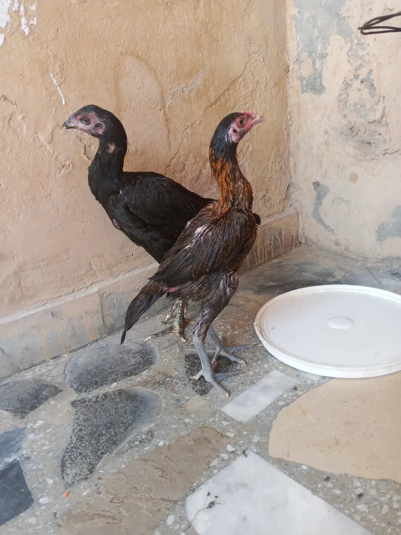 cage or 3 female for sale — photo 11