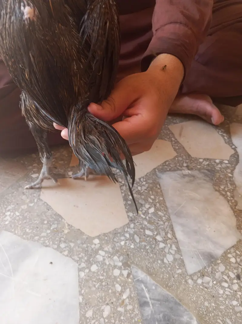 cage or 3 female for sale — photo 12