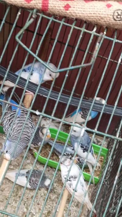 Australian Budgies Pair For Sale – Healthy Birds