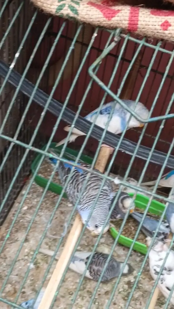 Australian Budgies Pair For Sale – Healthy Birds — photo 2