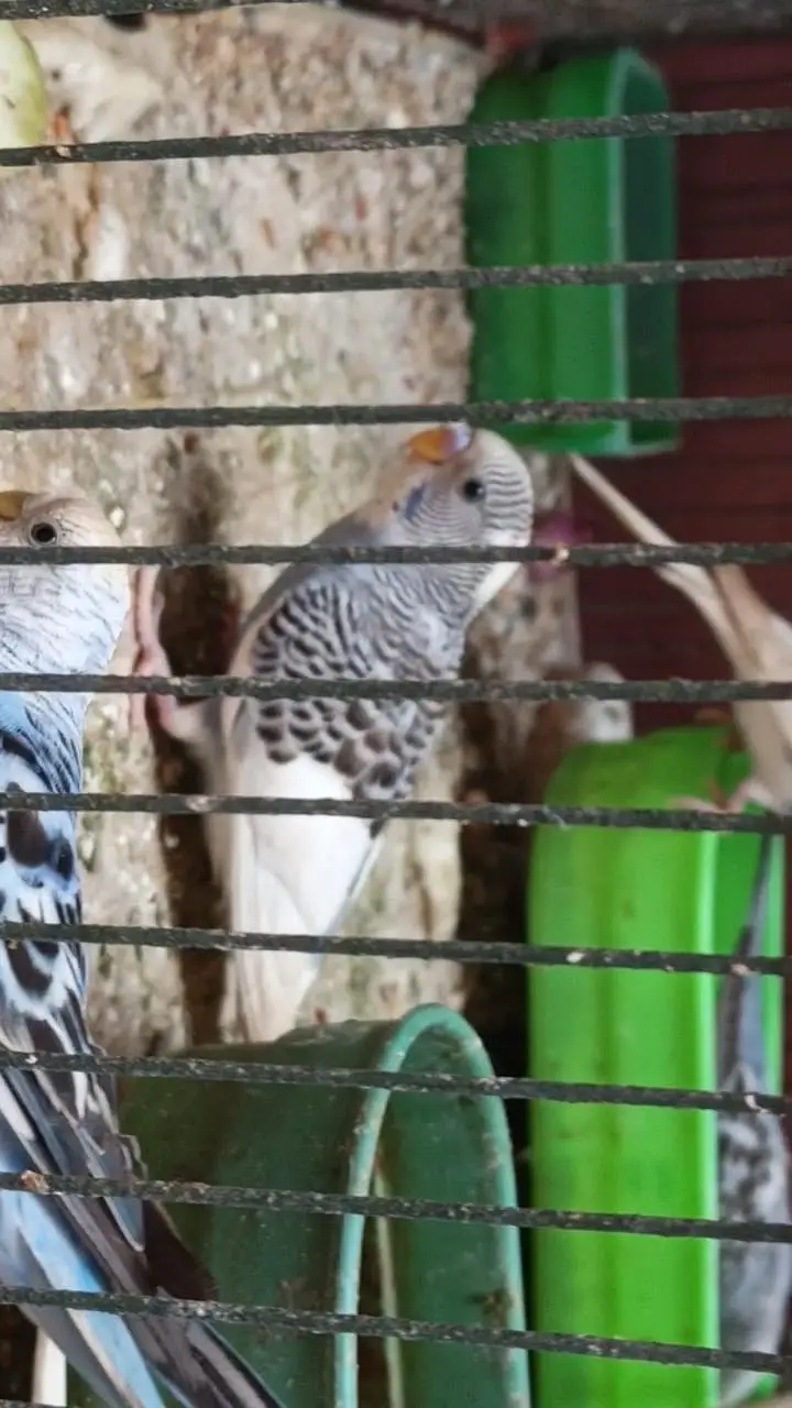 Australian Budgies Pair For Sale – Healthy Birds — photo 4