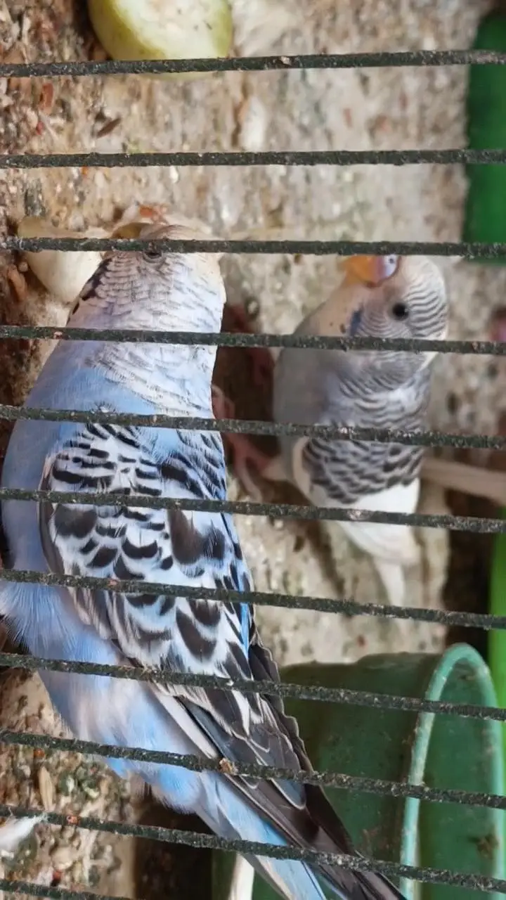Australian Budgies Pair For Sale – Healthy Birds — photo 5