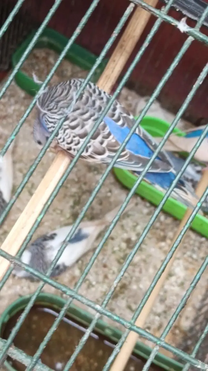 Australian Budgies Pair For Sale – Healthy Birds — photo 6