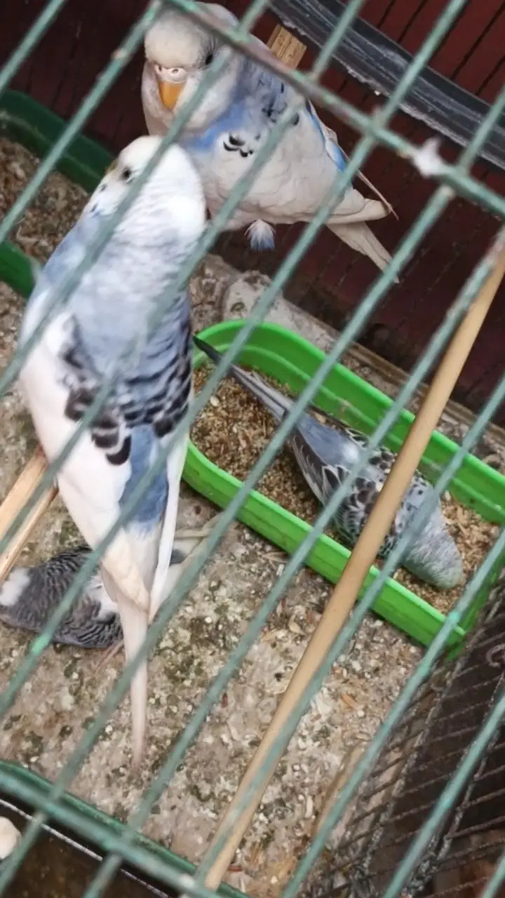 Australian Budgies Pair For Sale – Healthy Birds — photo 7