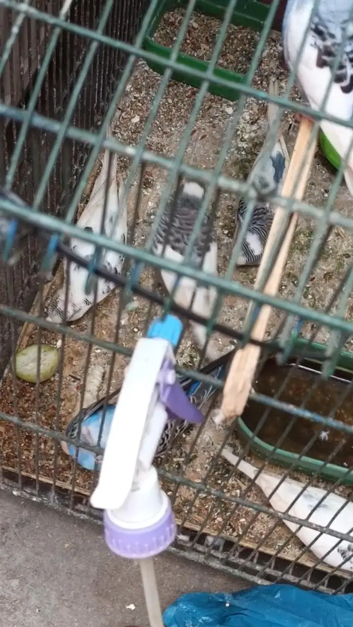 Australian Budgies Pair For Sale – Healthy Birds — photo 8
