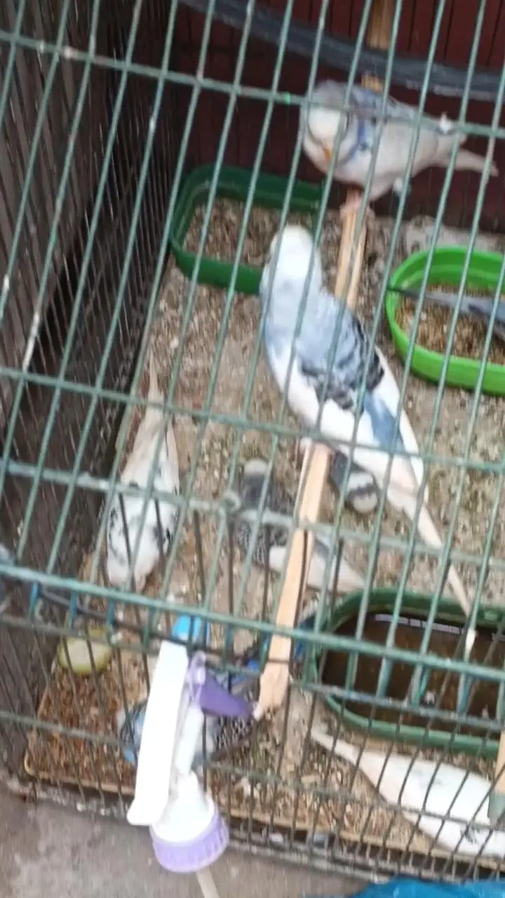 Australian Budgies Pair For Sale – Healthy Birds — photo 9
