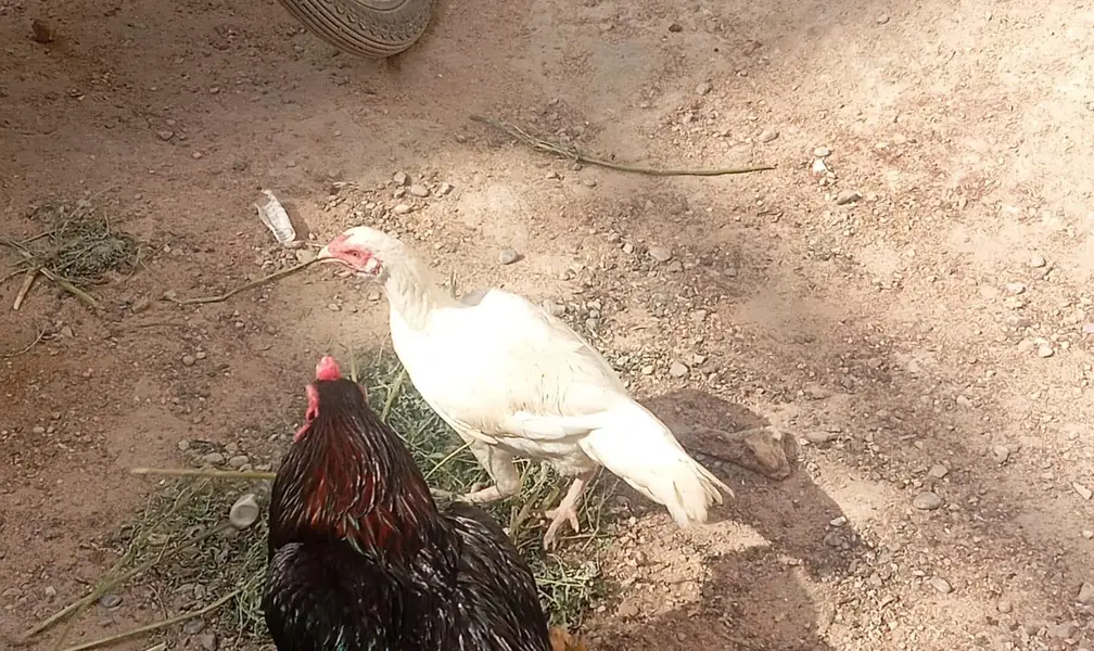MIANWALI LAKHA — photo 3