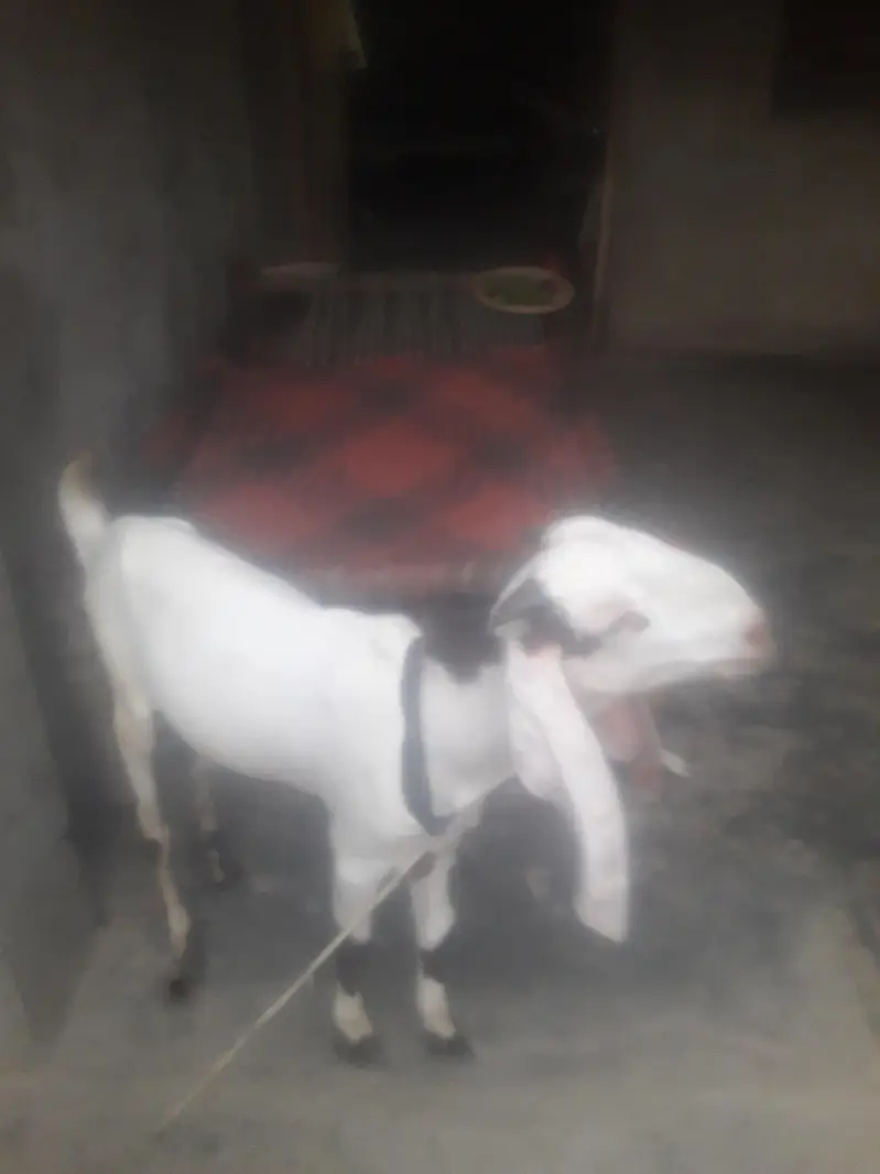 Rajanpuri Ablak Desi bakra WhatsApp 03494630682 — photo 3