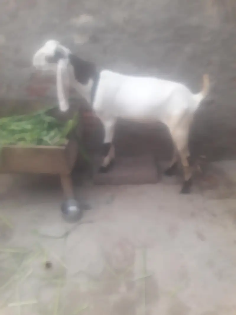 Rajanpuri Ablak Desi bakra WhatsApp 03494630682 — photo 4