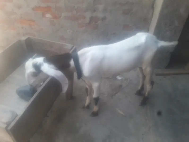 Rajanpuri Ablak Desi bakra WhatsApp 03494630682 — photo 6